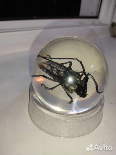 Жук в стекле