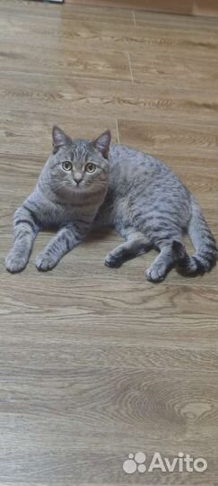 Кошка в дар