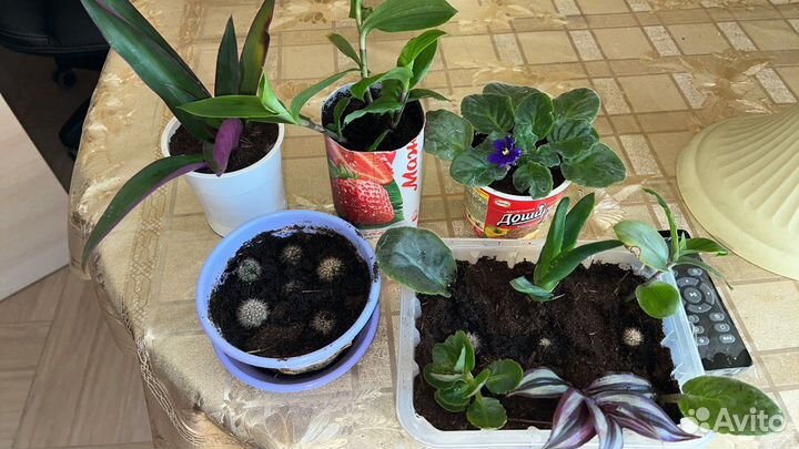 Цветы домашние