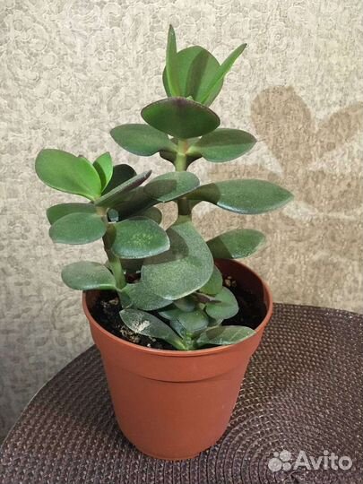 Толстянка - денежное дерево