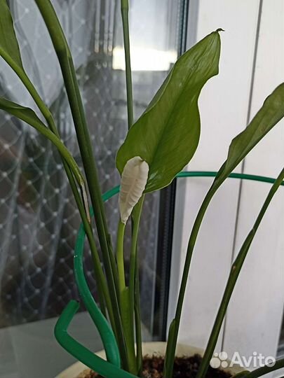 Женское счастье цветок