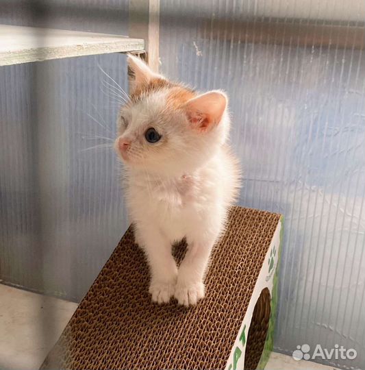 Малышка в добрые руки