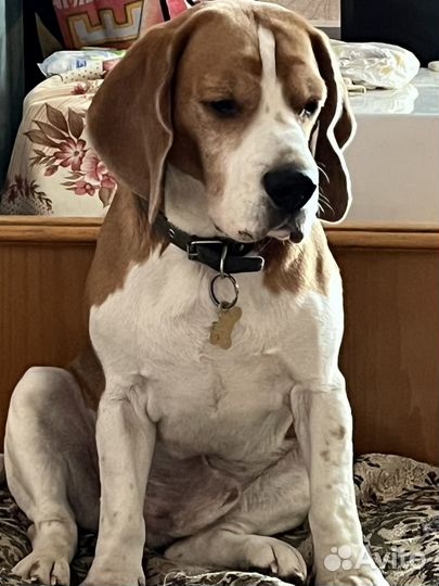 Бигль в добрые руки