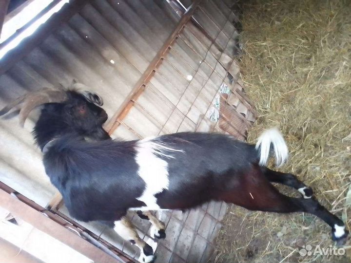 Козел Ламанча