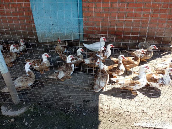 Петухи Брама,Кохи,Орпы,Цветные Породистые,Индоутки