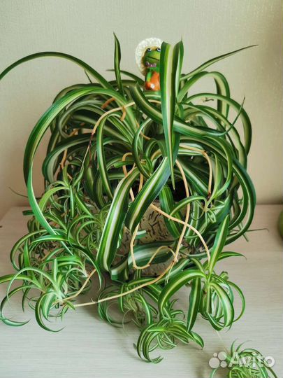 Хлорофитум кудрявый