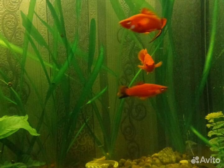 Меченосцы самцы