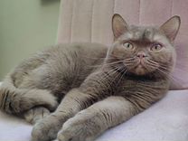 Британская короткошерстная кошка циннамон
