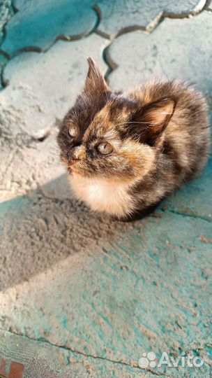 Котенок в добрые руки