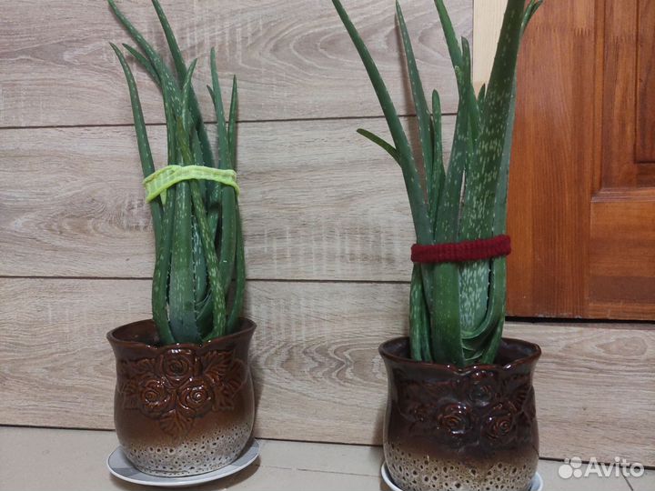 Цветок алоэ