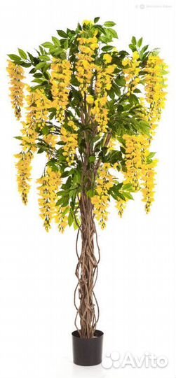 Вистерия лиана желтая 180 см