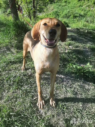 Смесь с легавой в добрые руки девочка
