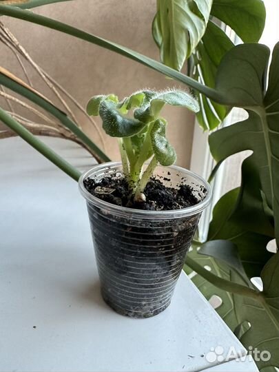 Фиалка сортовая