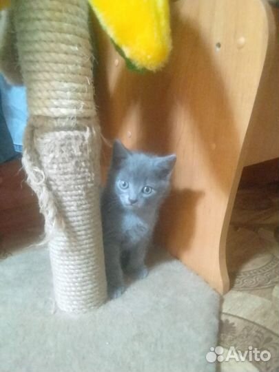 Котик в добрые руки