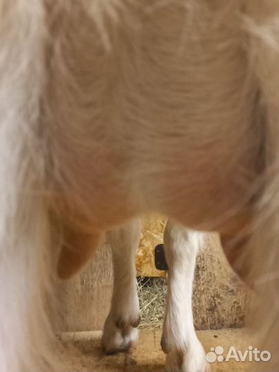 Козы и козел