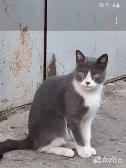Кот в добрые руки