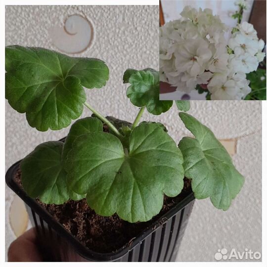 Пеларгония