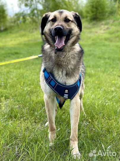 Собака-улыбака из приюта