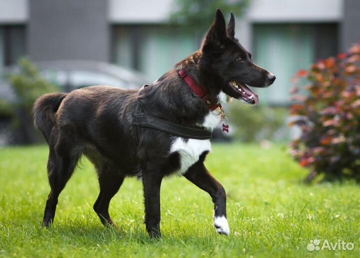 Метис лайки