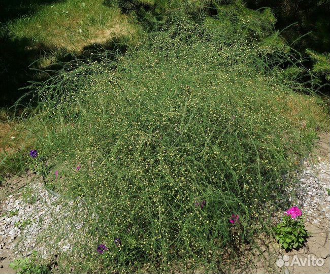 Спаржа съедобная, семена