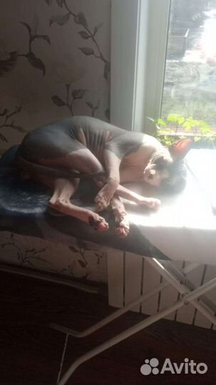 Сфинкс вязка