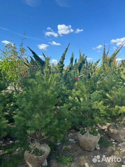 Сосна обыкновенная