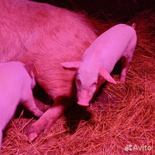 Поросенок ландрас