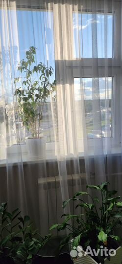 Комплект шторы и тюль бу