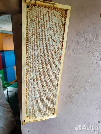 Липовый мед в сотах