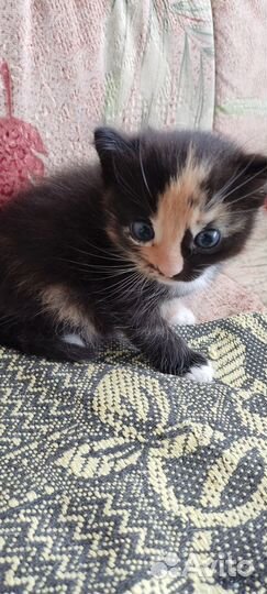 Продам котёнка