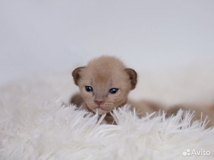 Европейская бурма (шоколад и лиловый)