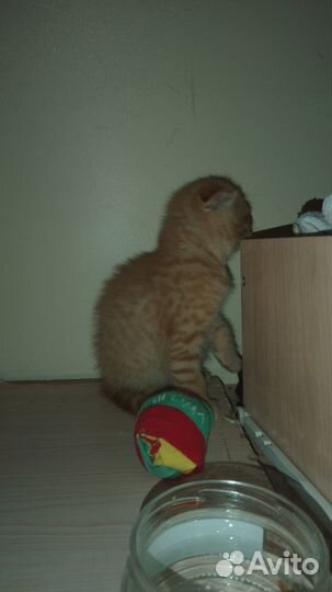 Шотландская