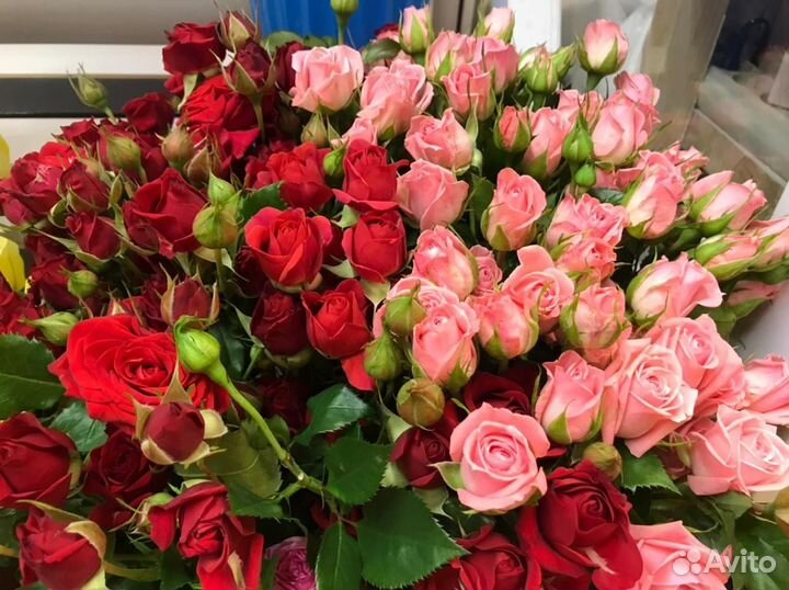 Кустовые розы, хризантема букеты доставка