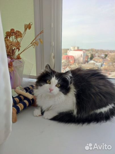 Котенок подросток девочка в добрые руки