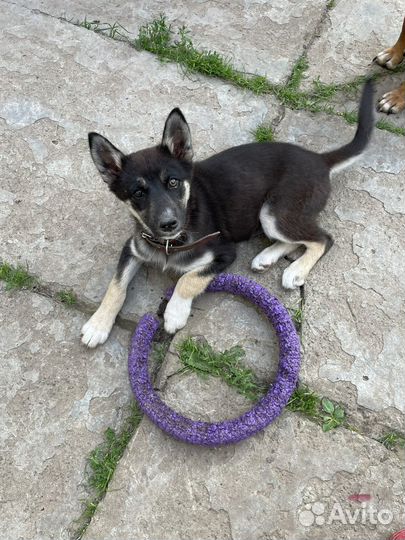 Мята ищет дом