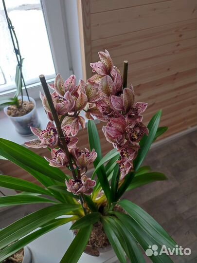 Орхидея Цимбидиум