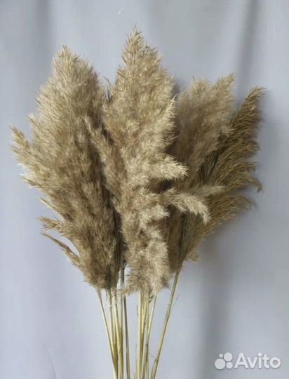 Букет из сухоцветов