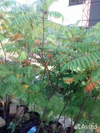 Сумах оленерогий