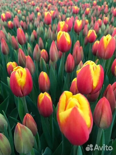 Тюльпаны