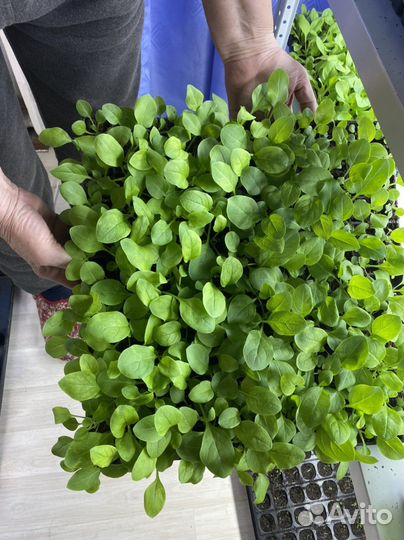 Петуния ампельная рассада