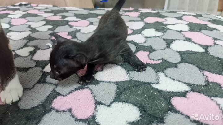 Ориентальные котята