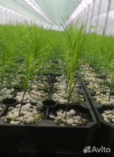 Сеянцы ели европейской окс от производителя