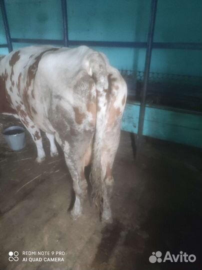Корова дойная