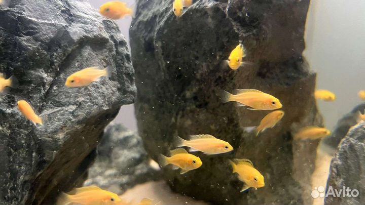 Рыбки цихлиды