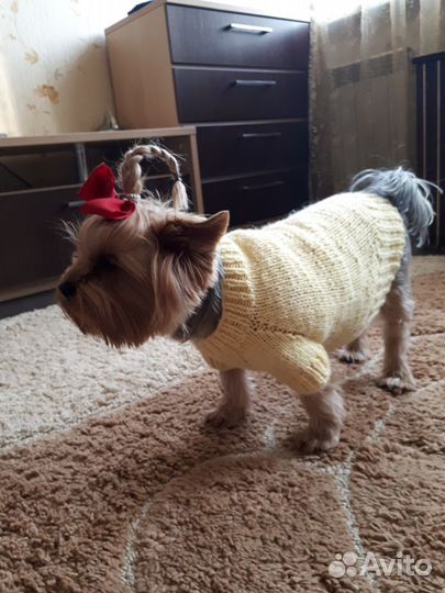 Одежда для собак
