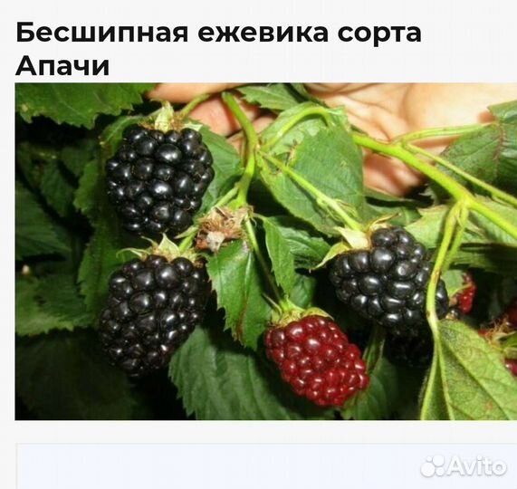 Ежевика бесшипная