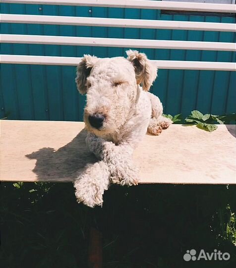 Гостиница для собак / передержка собак