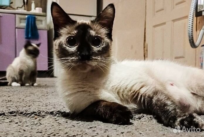 Тайские котята