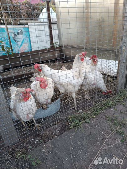 Куры несушки