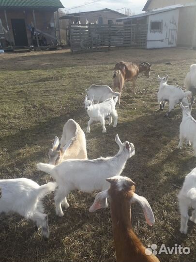 Козлята